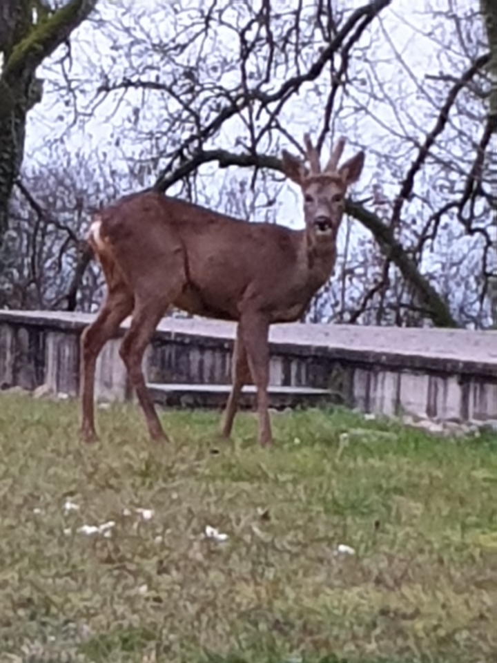 biche-sara_20200424-080714_1